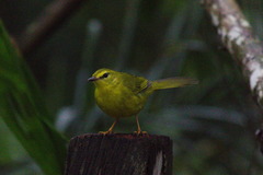 Myiothlypis flaveola