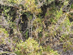 Acanthocarpus preissii