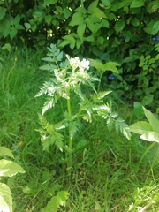 Anthriscus sylvestris