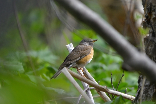Zorzal rojigrís (Turdus obscurus)