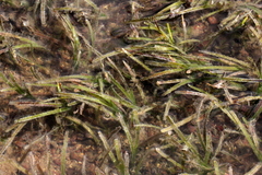 Zostera capricorni