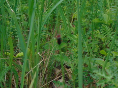 Cantharis rustica