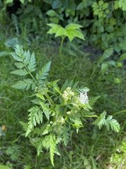 Anthriscus sylvestris