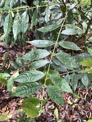 Lasianthus micranthus