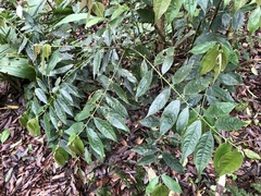 Lasianthus micranthus