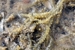 Sirophysalis trinodis