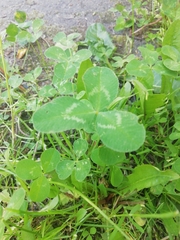 Trifolium pratense