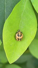 Harmonia axyridis