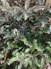 Brachylaena discolor