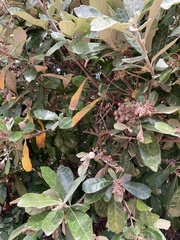 Brachylaena discolor