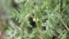 Eucrypta chrysanthemifolia bipinnatifida