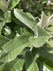 Brachylaena discolor