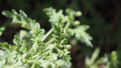 Eucrypta chrysanthemifolia bipinnatifida