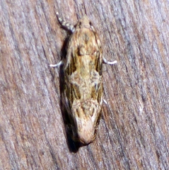 Phaecasiophora confixana