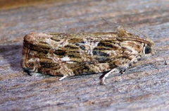Phaecasiophora confixana