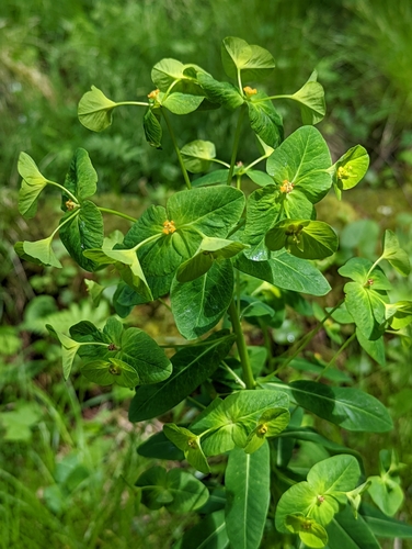 Image of Euphorbia purpurea by (c) Alison Northup, some rights reserved (CC BY)