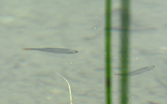 Scardinius erythrophthalmus