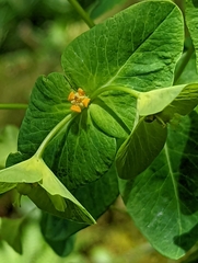 Euphorbia purpurea