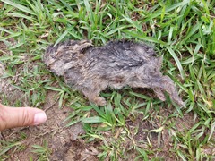 Lepus sinensis formosus