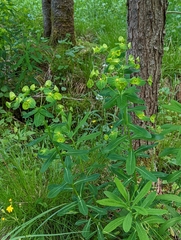 Euphorbia purpurea