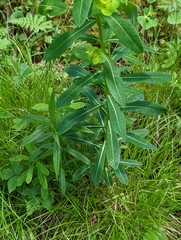Euphorbia purpurea