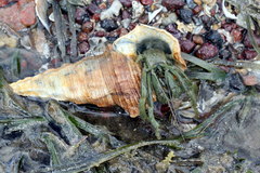 Clibanarius longitarsus