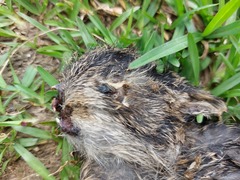 Lepus sinensis formosus