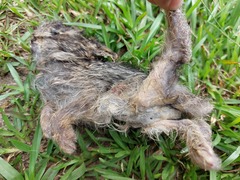 Lepus sinensis formosus