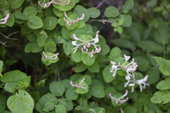 Lonicera caprifolium