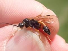 Tenthredopsis friesei