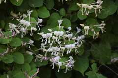 Lonicera caprifolium
