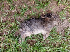 Lepus sinensis formosus