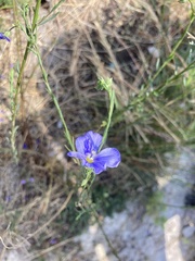 Linum perenne