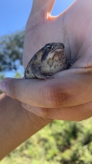 Breviceps carruthersi