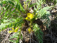 Astragalus wolgensis