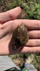 Breviceps carruthersi