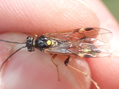 Tenthredopsis friesei