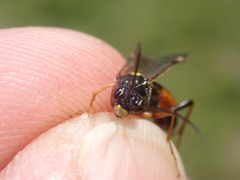 Tenthredopsis friesei