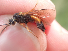 Tenthredopsis friesei