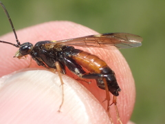 Tenthredopsis friesei