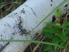 Tanyptera atrata