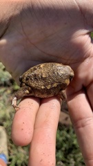 Breviceps carruthersi