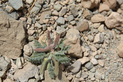 Astragalus schimperi