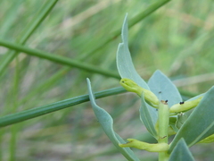 Thymelaea sanamunda