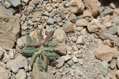 Astragalus schimperi