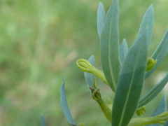 Thymelaea sanamunda