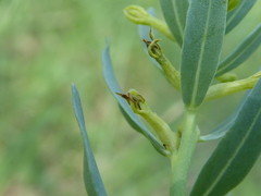Thymelaea sanamunda
