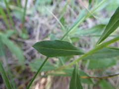 Thymelaea sanamunda