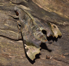Temnora zantus