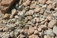 Erodium oxyrhynchum